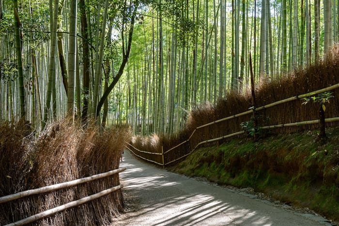 Le sentier à travers les hautes tiges vertes de la bambouseraie d'Arashiyama